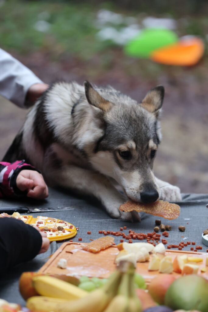 Balade en famille avec un husky lors d’un cani-rando pour enfants. Moment convivial et aventure en n.