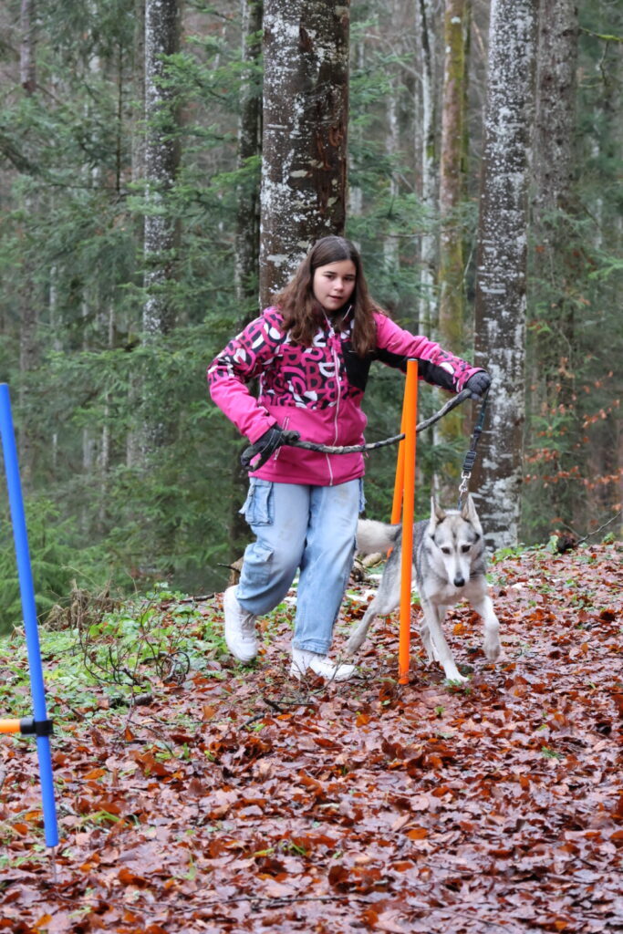 Balade en forêt avec une jeune fille et son husky lors d'une activité cani-rando.