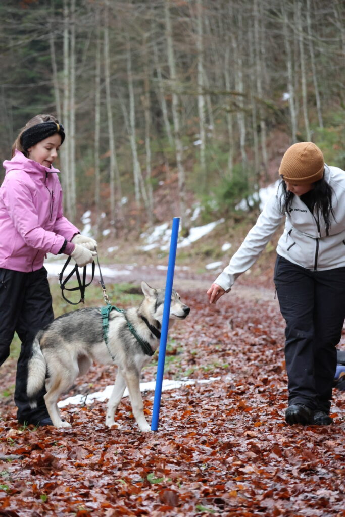 Balade en forêt avec un chien et une jeune fille.