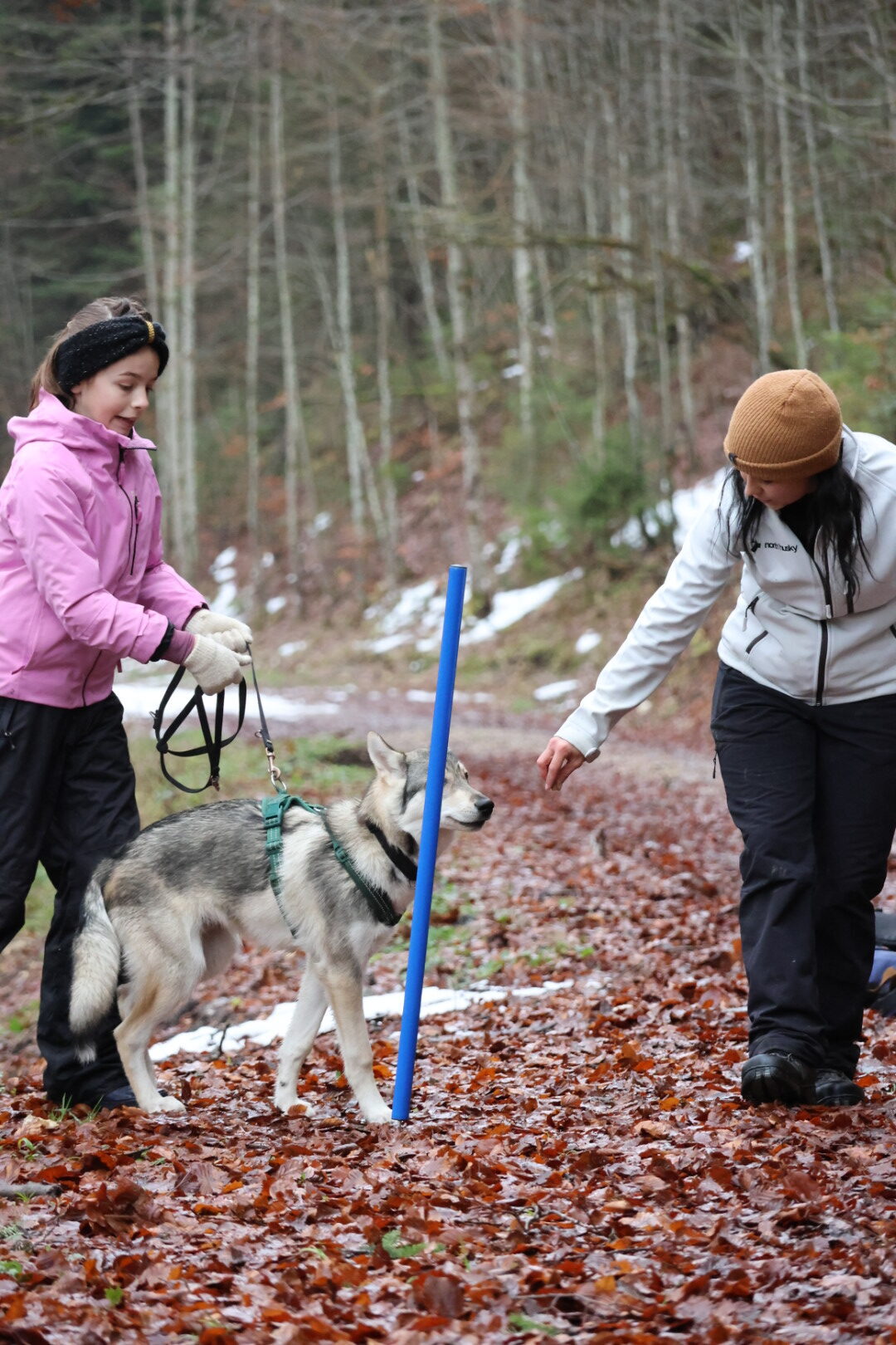 Balade en forêt avec un chien et une jeune fille.