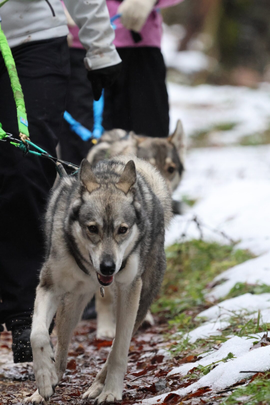 Chien de thérapie husky lors d'une séance en plein air, aidant à la réhabilitation et au bien-être é.