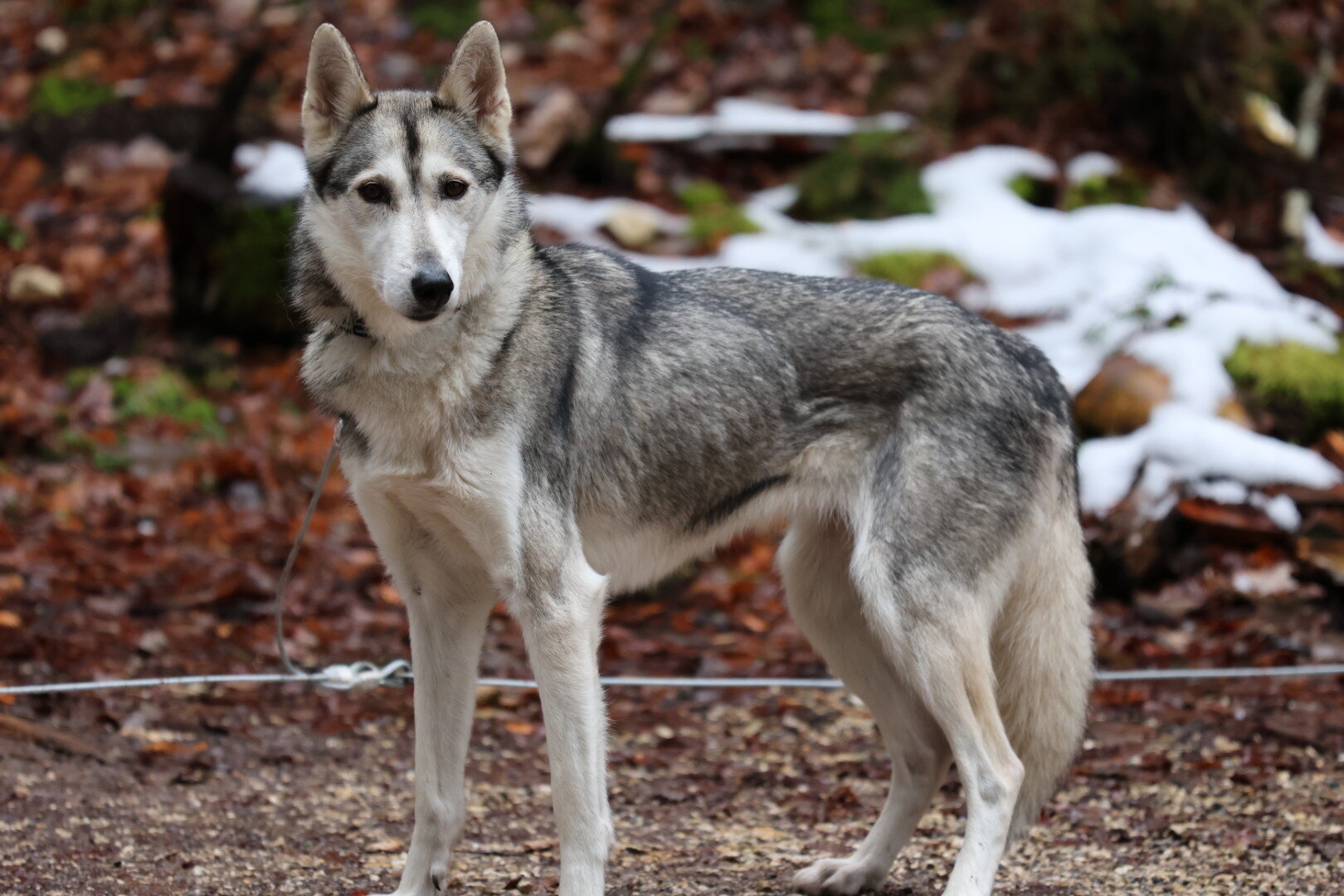 Husky adulte pour randonnées canines en pleine nature.