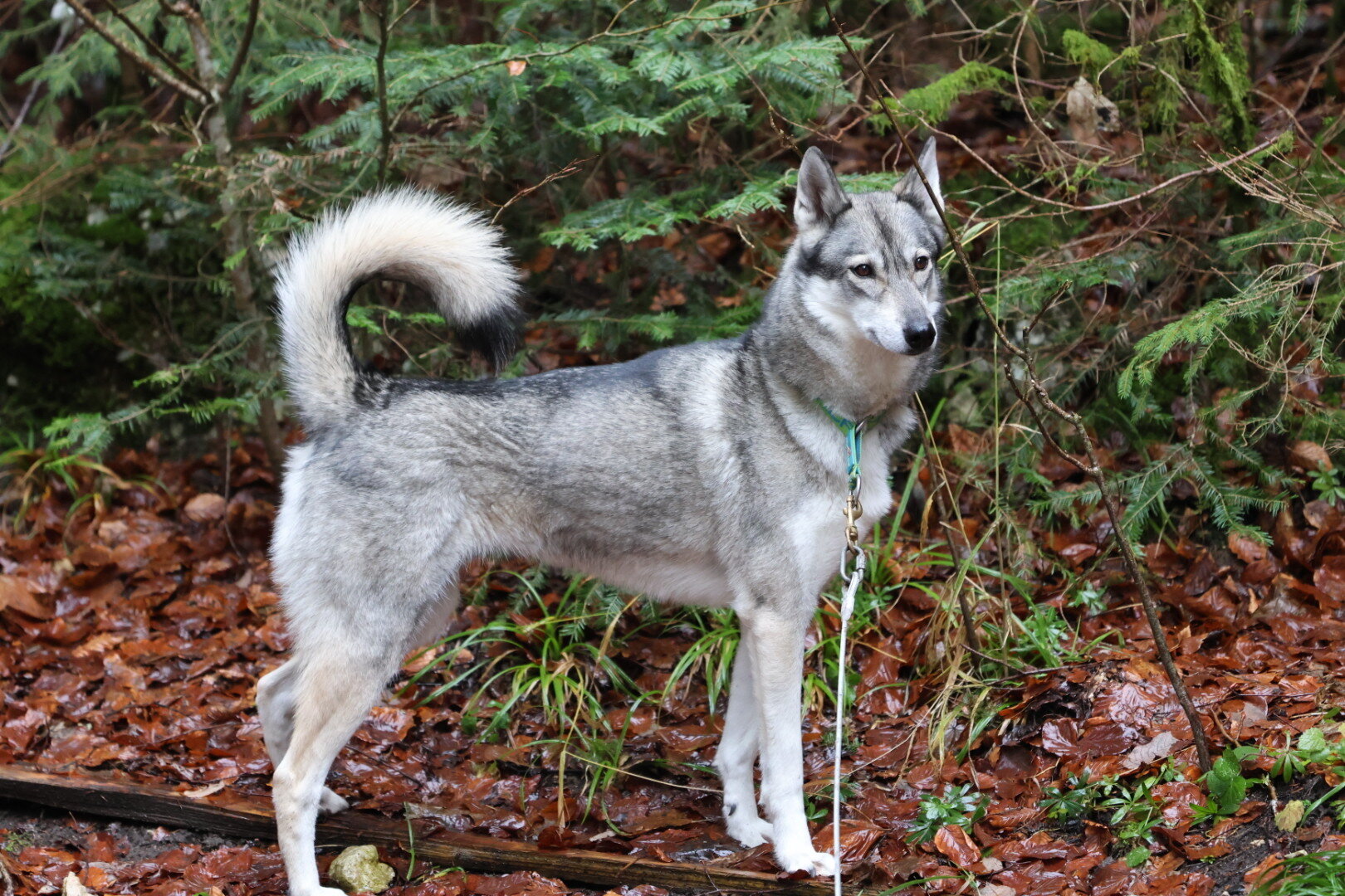 Chien husky gris dans la forêt pour zoothérapie.