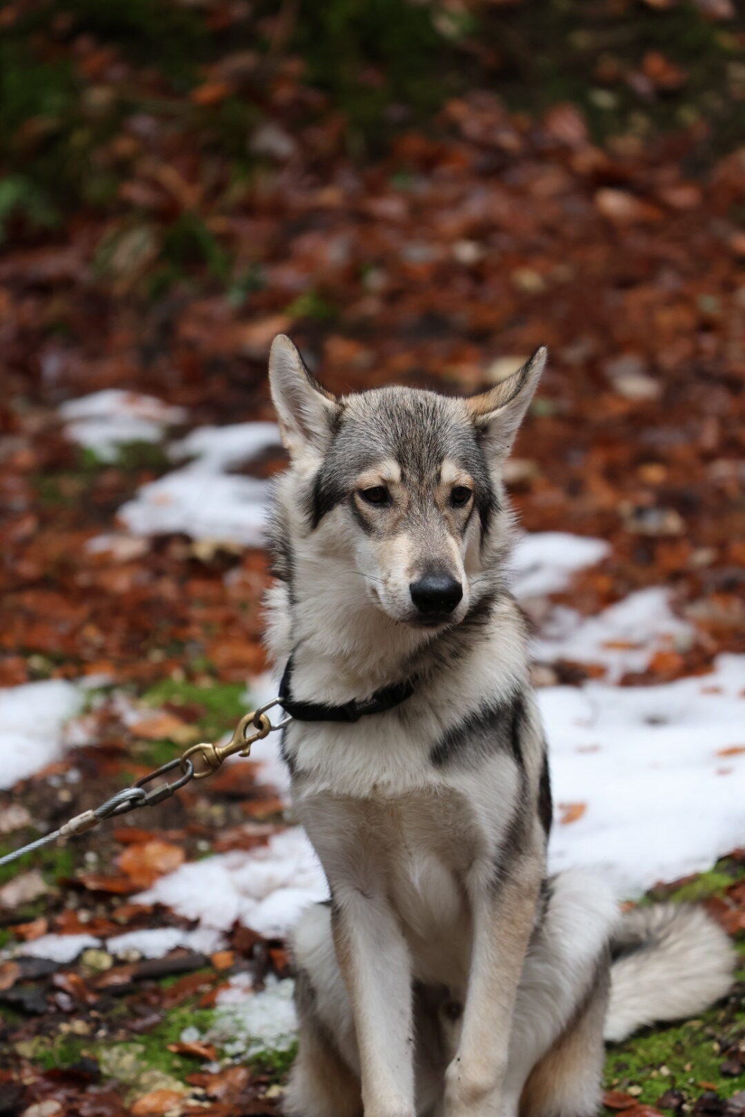 Chien husky en séance de zoothérapie dans un environnement naturel.