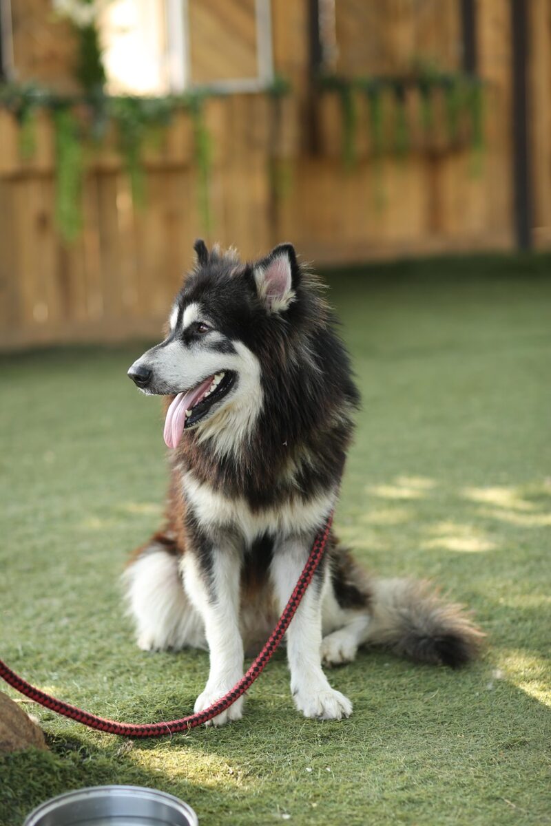 dog, pet, canine, nature, animal, fur, leash, snout, mammal, dog portrait, animal world