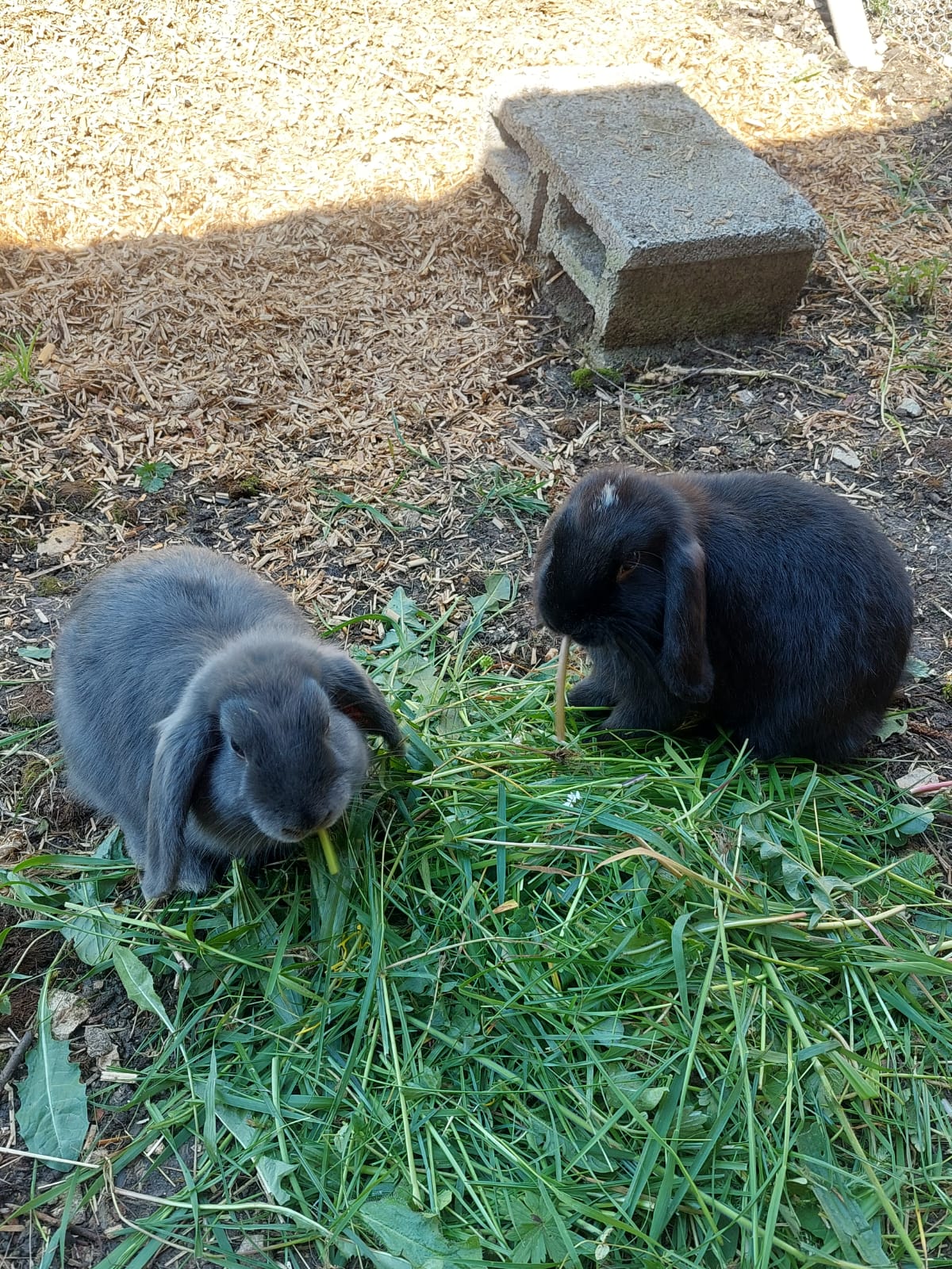 Lapins noirs mignons dans une ferme avec herbe fraîche.