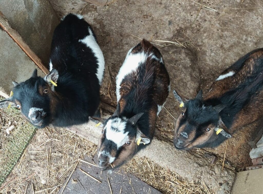 Jeune chèvres noires et blanches dans une ferme familiale.