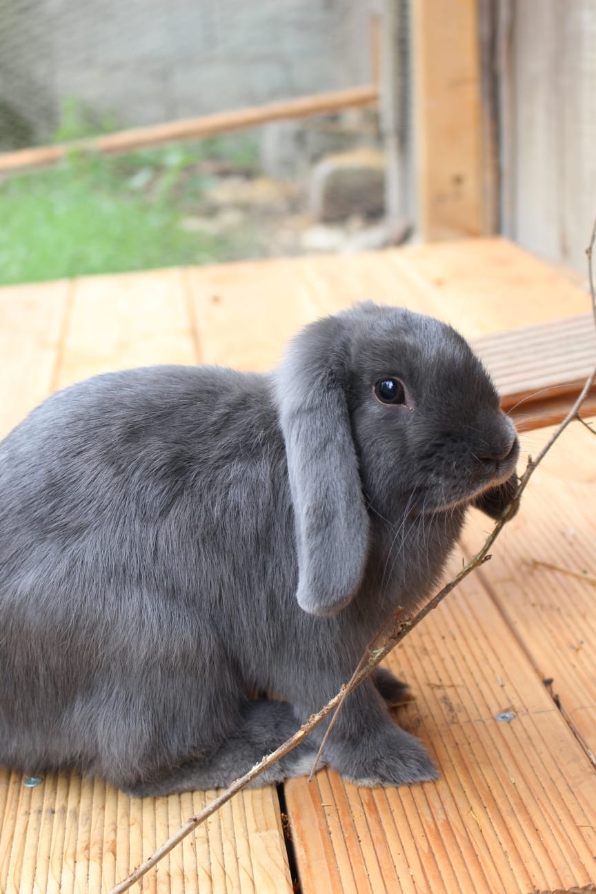 Lapin gris mignon avec longues oreilles, assis sur un sol en bois à la ferme.